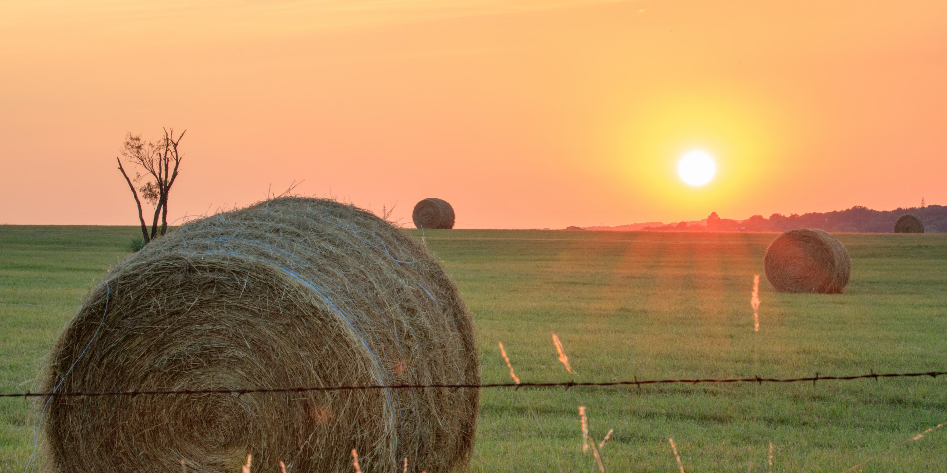 Sélectionnez vos aliments