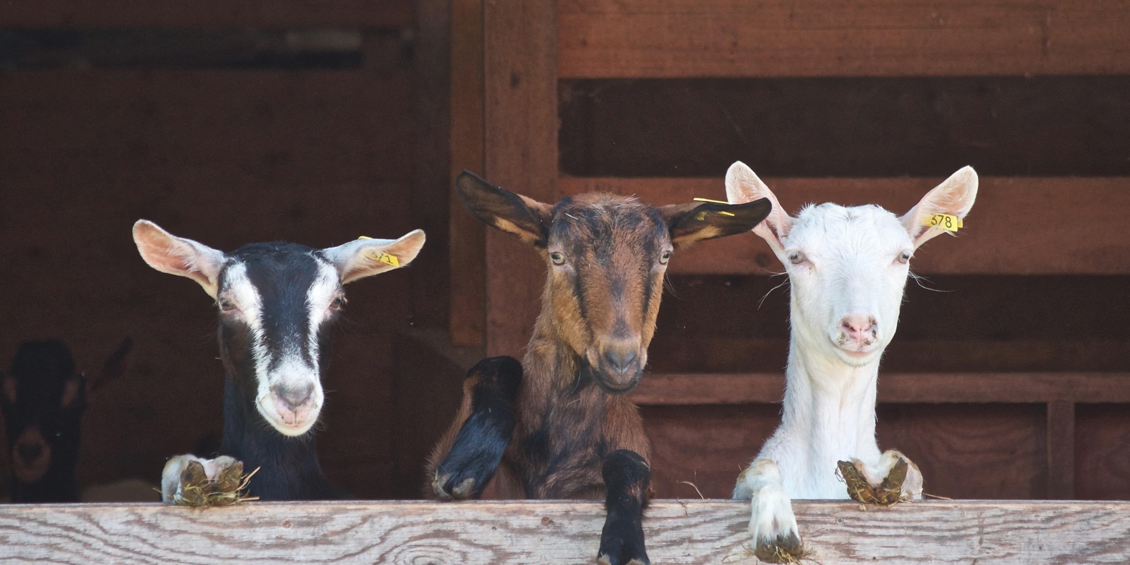 Chèvres laitières