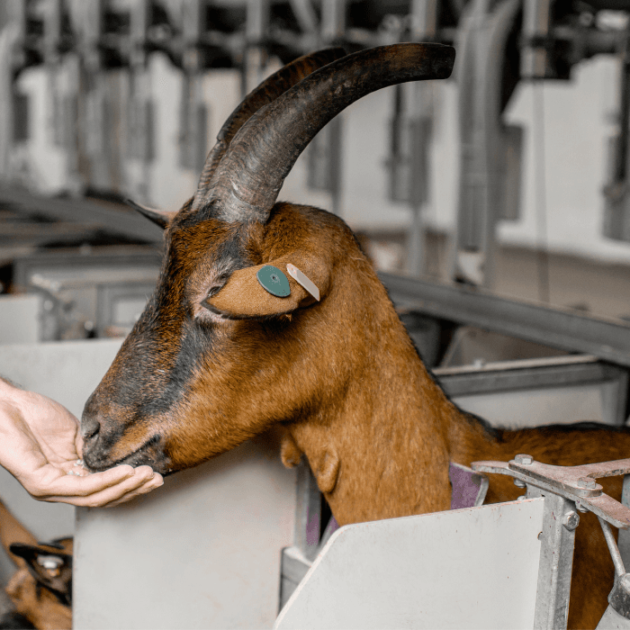 Chèvre à l'alimentation