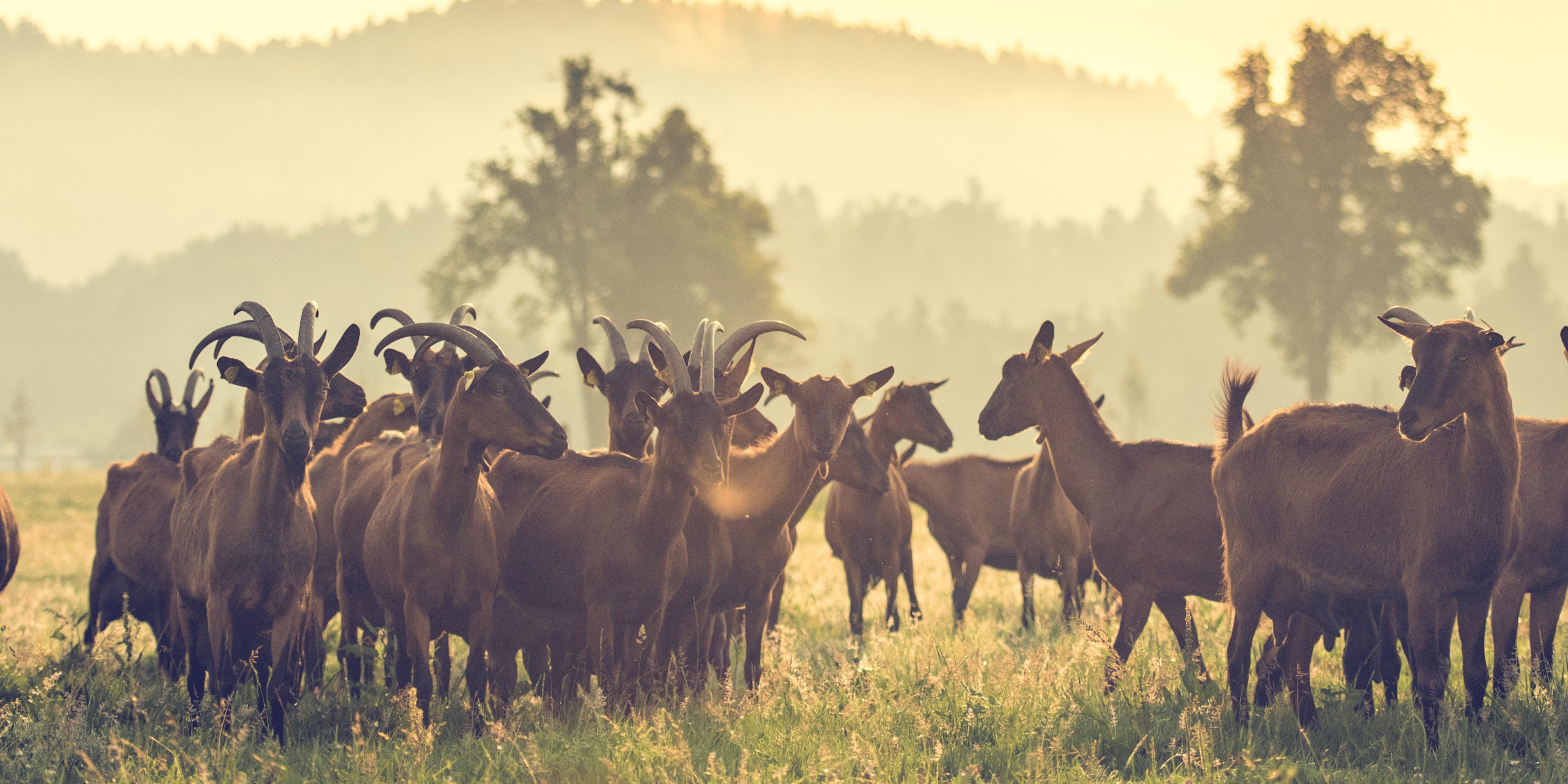 Troupeau de chèvres